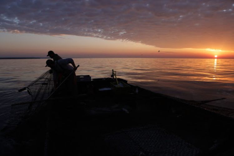 Sunrise begins over a Great Lake as two commercial fishermen pull up a trap net from over the side of their boat.