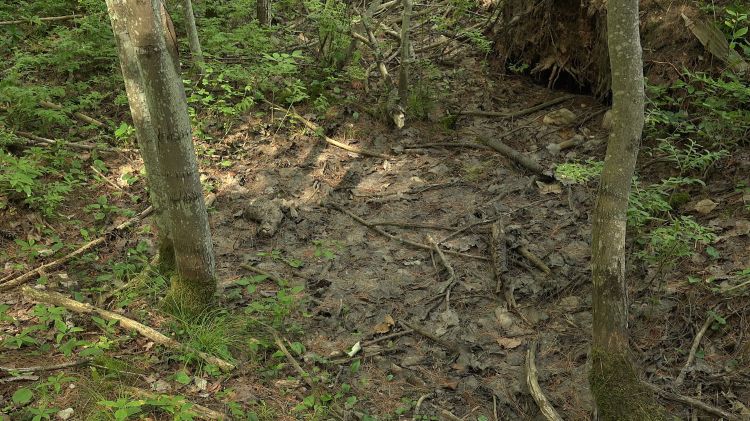 Dry vernal pool.