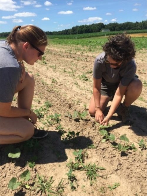 Researchers checking organic squash plants