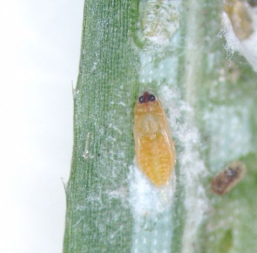 A male elongated hemlock scale on a pine needle.