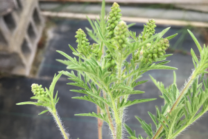How to identify and manage common ragweed in Christmas tree production – Part 2