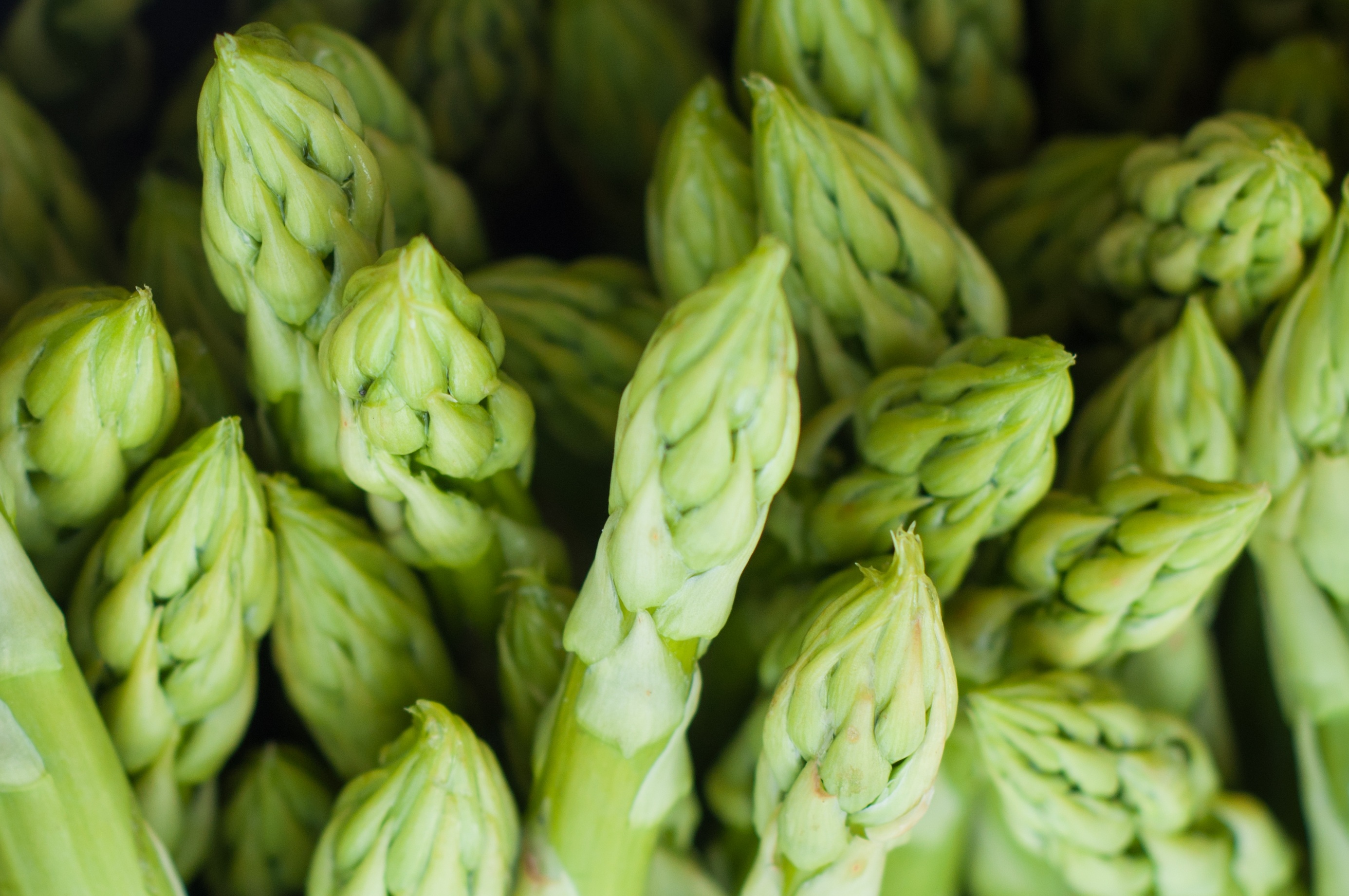 Green asparagus tips