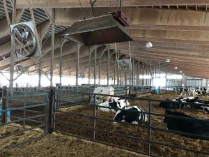 Time for a transition cow management adjustment?