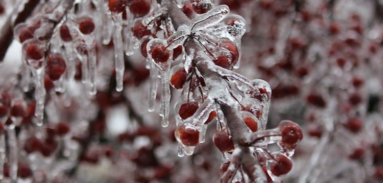 red cherries on a tree branch covered in ice