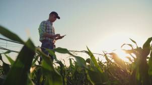 A man standing in a cornfield.