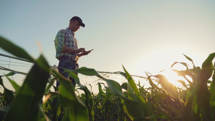 A man observing a field