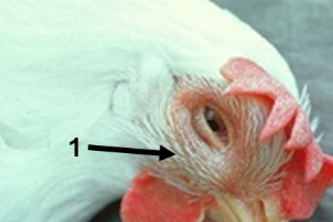 Poultry Diseases: Infectious Coryza