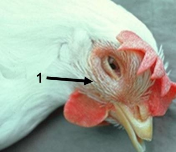 Poultry Diseases: Infectious Coryza - Poultry