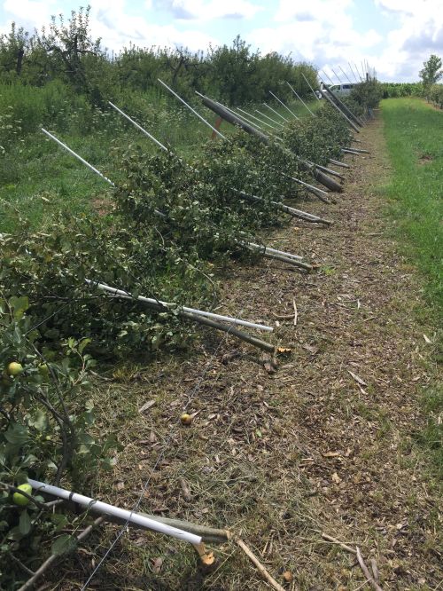 High winds Thursday August 2 blew over this high density apple trellis, snapping the heavy support posts and breaking the trees at the graft union.