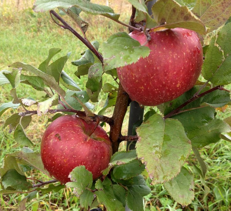 Southwest Michigan apple maturity report Oct. 21, 2020 Apples