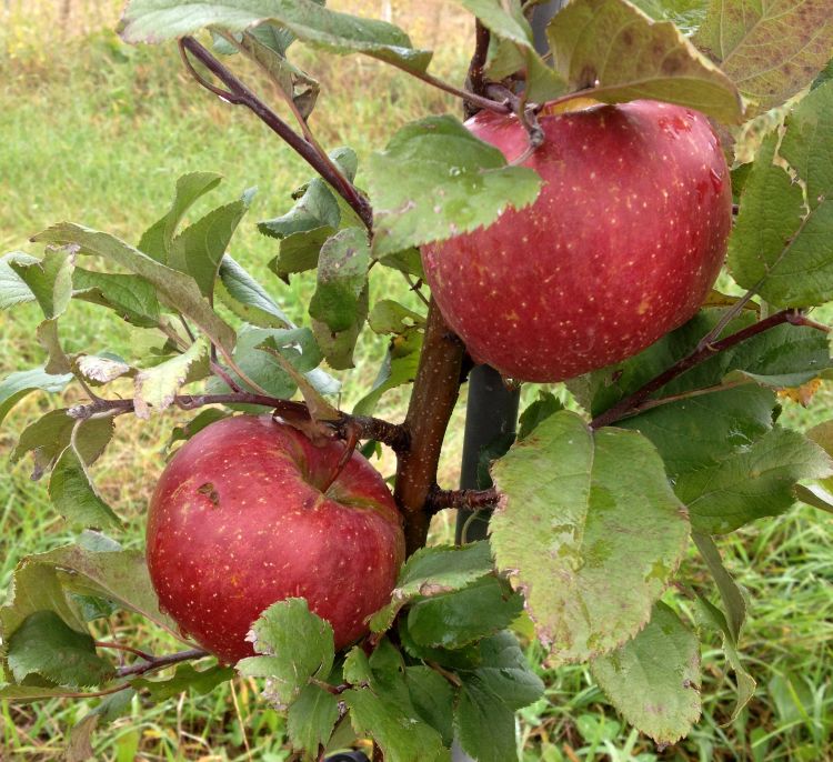 Evercrisp apples
