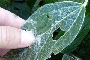 Handling frost-damaged soybeans