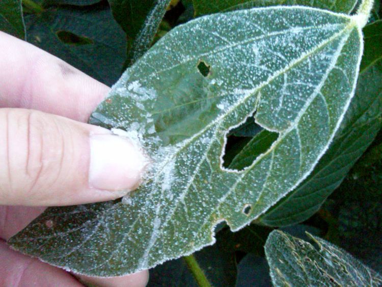 Frost on soybean leaf