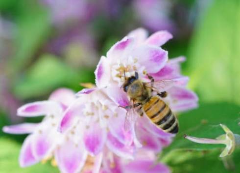 Photo of a honey bee on a flower.