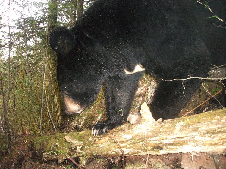An Asiatic black bear from a camera trap in China