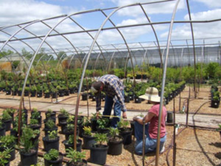 Tom Fernandez is studying ways to help nurseries preserve plants while using less irrigation.