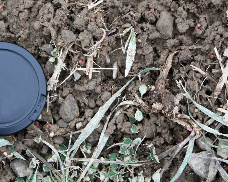 Ice crystals and coated red clover seed