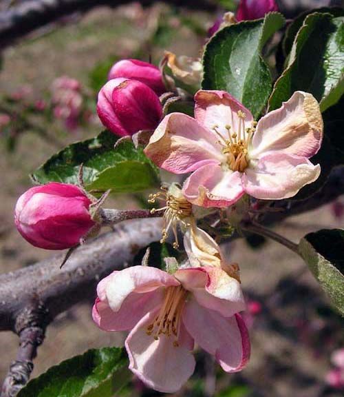 Apple flowers killed by a freeze. Photo credit: Mark Longstroth