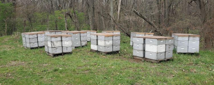 Bee hives near a woodline.