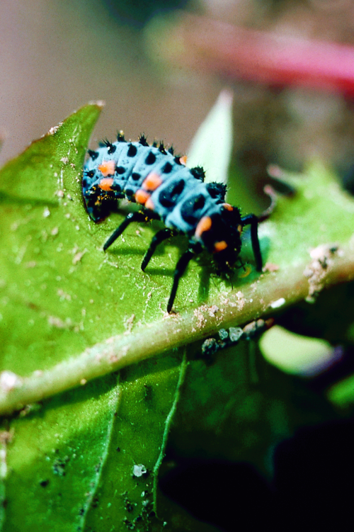  Lady beetle larvae resemble small alligators. 
