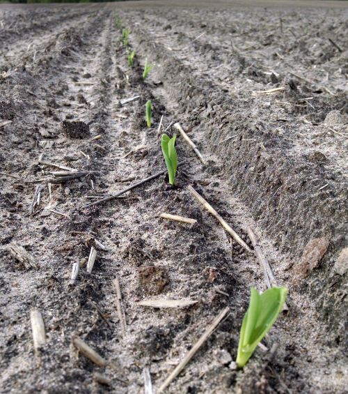 Early planted corn is emerging across the Northeast. Photo credit: James DeDecker, MSU Extension.