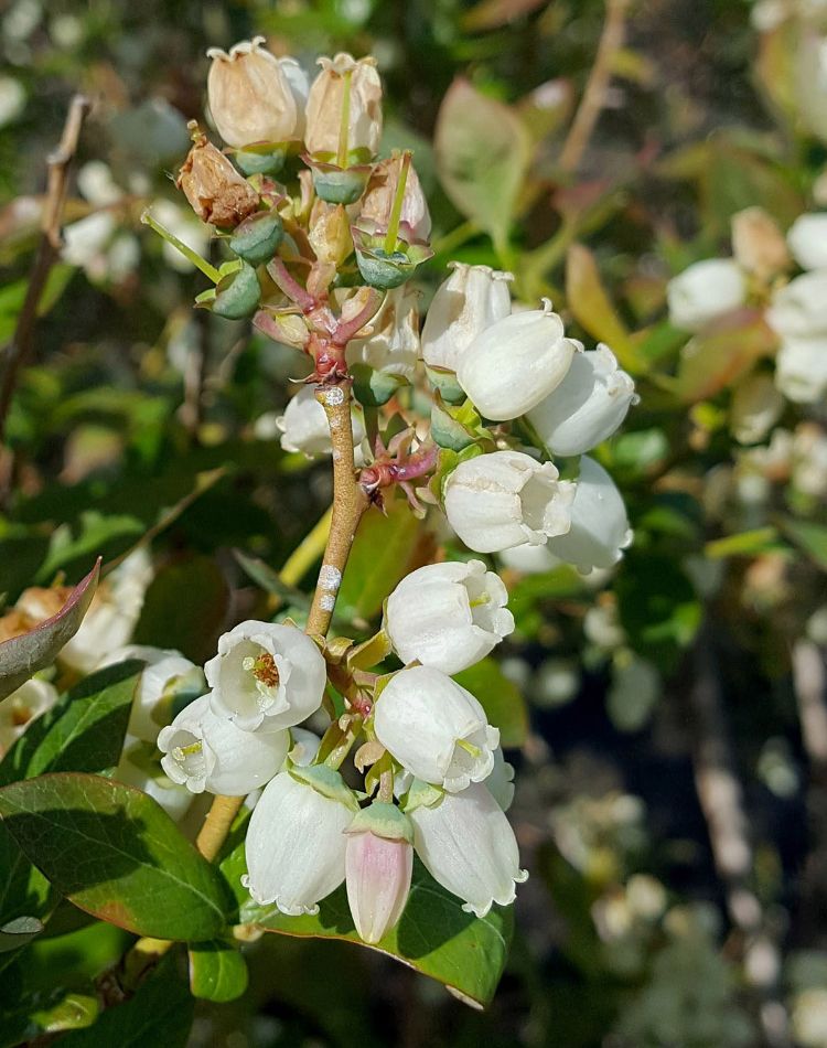 Freeze damage is apparent as brown and wilted petal tubes on the flowers at the tip of this blueberry shoot. All the other flowers are uninjured. All photos by Mark Longstroth, MSU Extension.