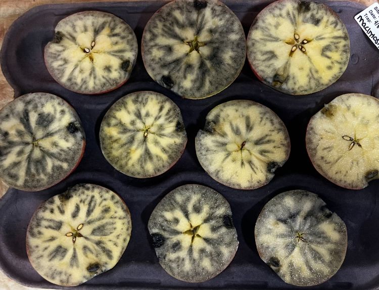 Several apples in a tray cut in half and treated with iodine to stain the starch blue.