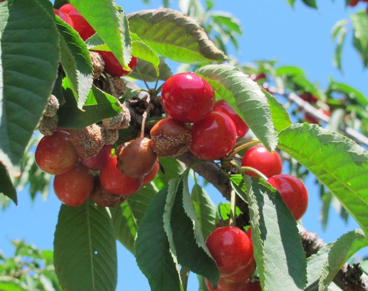American brown rot infection on ripening sweet cherries.