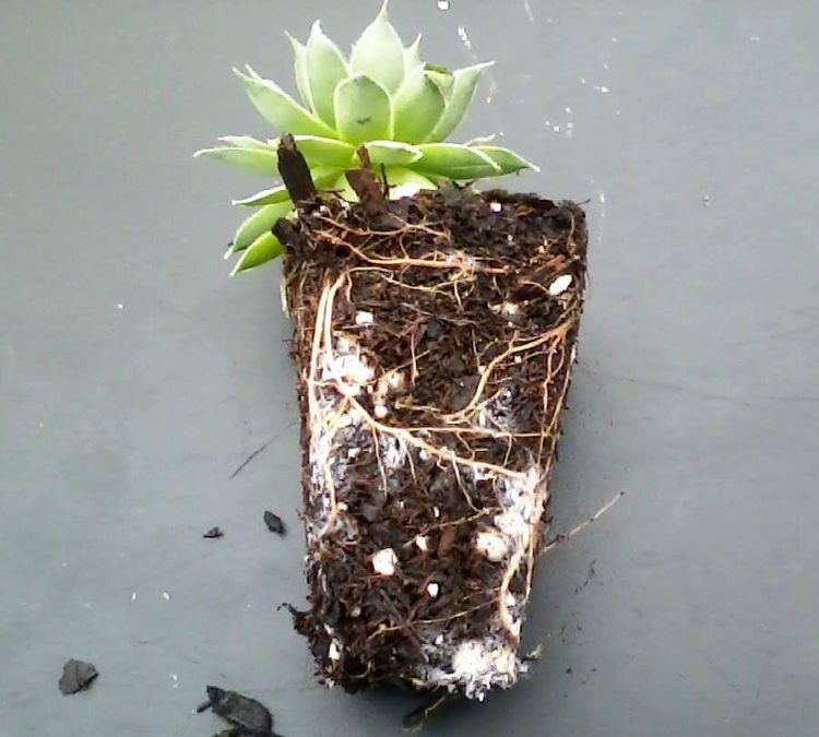 Root aphid colonies on Sempervivium spp. plant. Photo credit: M. Crossley