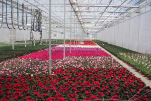 Greenhouse disease management recommendations for 2016 floriculture crops