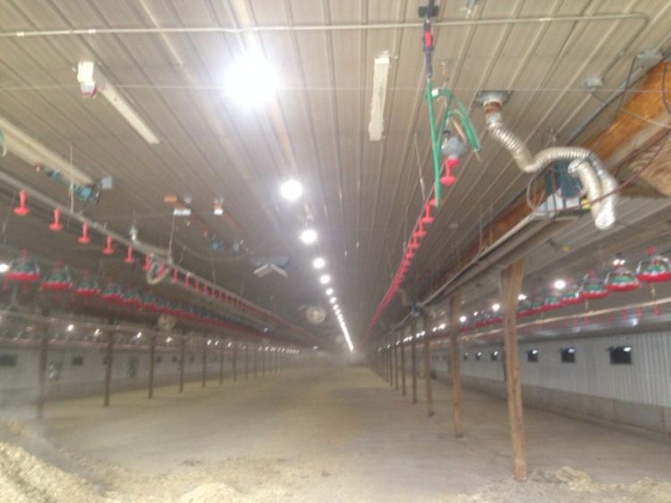 New LED lights replace T-12 lights in a brooder house on an Ottawa County turkey farm. Photo courtesy of Jon VanderKolk.