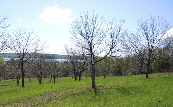 Michigan Chestnut Report For May 14 2015 Msu Extension