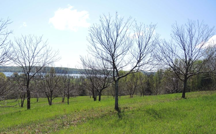 Photo 1. Chestnut trees at bud swell in northern Michigan, May 13, 2015. Photo credit: Erin Lizotte, MSU Extension