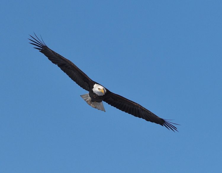 An adult Bald Eagle is shown in flight head on with its wings spread wide. Photo: Steve Baker