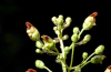 Carpenter's square or late figwort