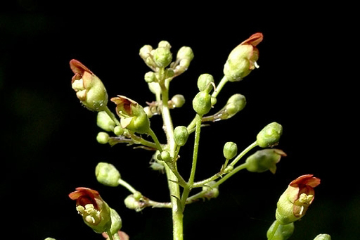 Late figwort, CarpenterÃ¢â‚¬â„¢s square