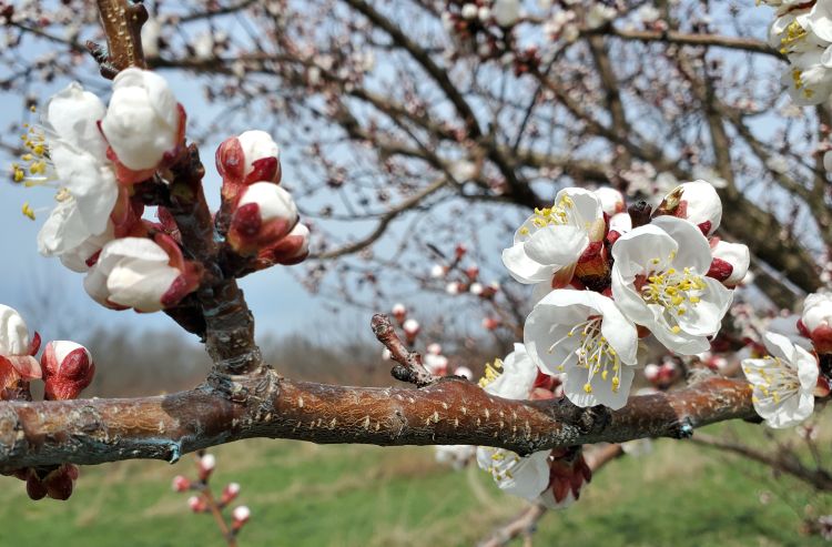 Apricots blooming.