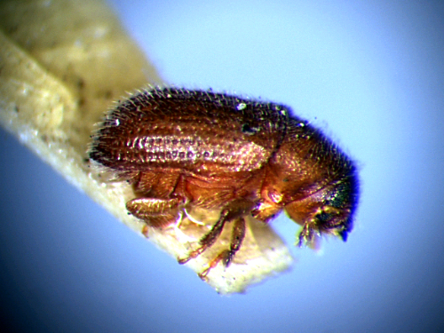 Adult body is brown with many punctures surrounding yellowish hairs.