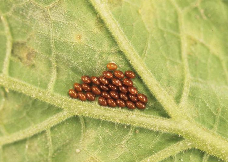 Squash bug eggs are copper-colored and laid in easily noticed masses. Photo by Gerald Holmes, California Polytechnic State University at San Luis Obispo, Bugwood.org.