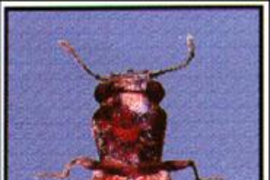 Powderpost beetles