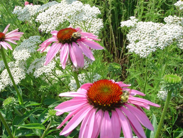 Yarrow and Echinacea are popular flowering native plants.