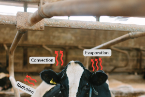 Practical heat stress abatement strategies for dairy cows