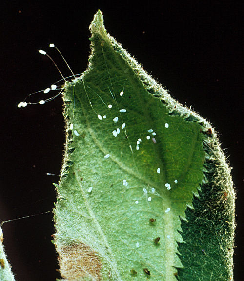  Chrysopidae eggs are whitish-green and deposited singly or grouped on thread-like stalks. 