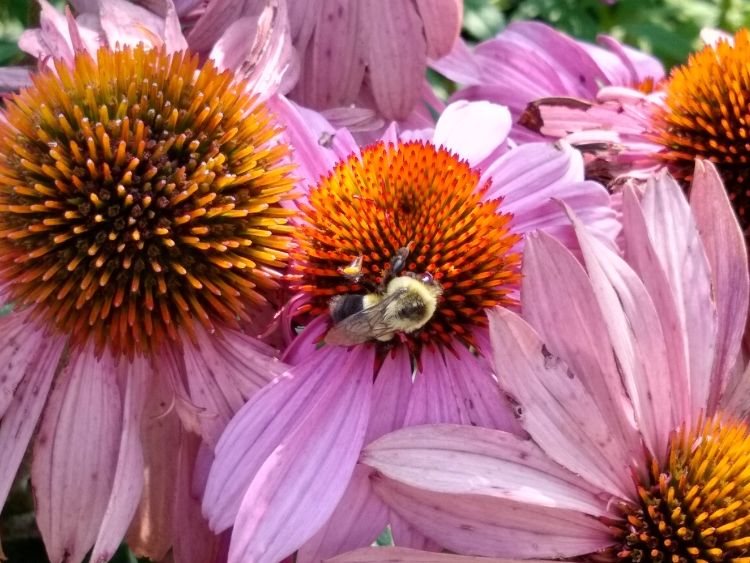 Common eastern bumble bee on a purple coneflower