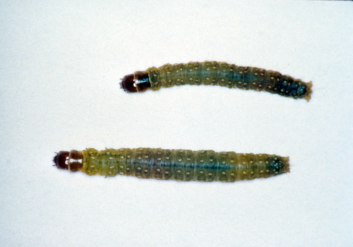  Larvae are pale green with a yellowish-green head. 