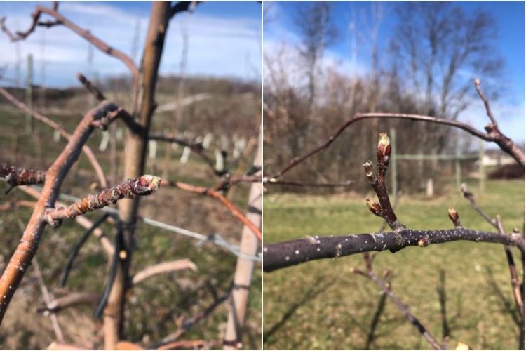 Honeycrisp and Gala apples