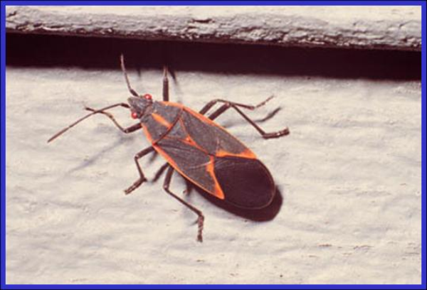 Boxelder bug