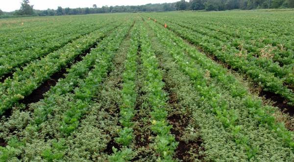 Using Zidua in celery - Vegetables