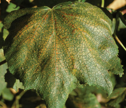  Severe damage includes necrosis on leaves and premature water stress. 