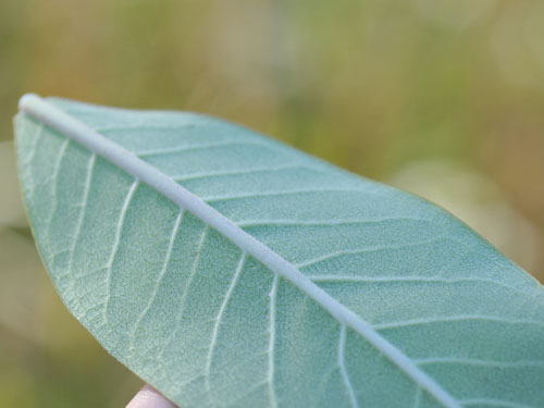  Milkweed3.jpg 